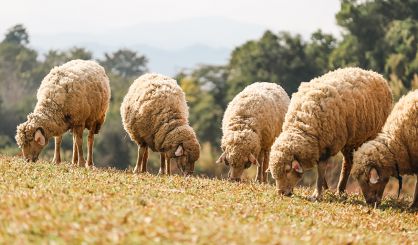 SCOPS issues advice on bluetongue virus