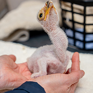 Zoo hails arrival of highly endangered chicks