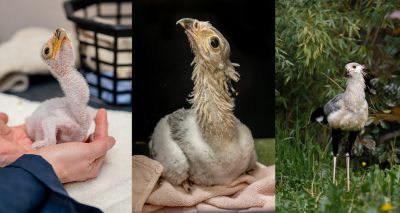 Zoo hails arrival of highly endangered chicks