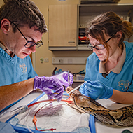 Python cancer-free after 'world-first' treatment