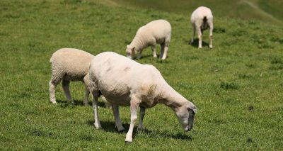 Government releases latest bluetongue statistics