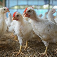 Immune system 'programmer' discovered in chickens