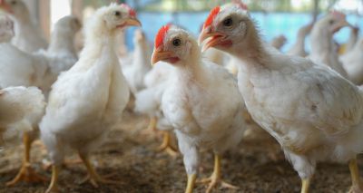 Immune system 'programmer' discovered in chickens
