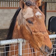 Underweight pony with 'ear teeth' rescued