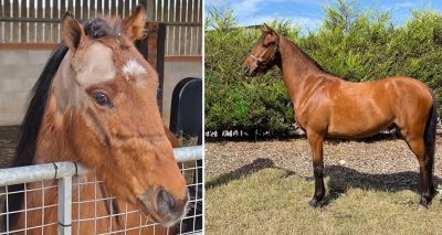 Underweight pony with 'ear teeth' rescued