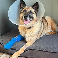 Retired police dog survives sudden 'mysterious' infection