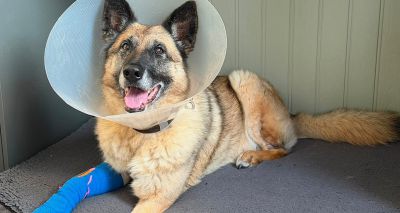 Retired police dog survives sudden 'mysterious' infection