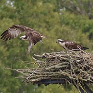 RSPB announces historic osprey hatching