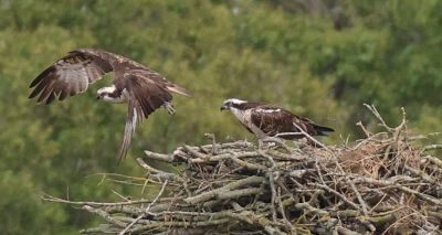 RSPB announces historic osprey hatching