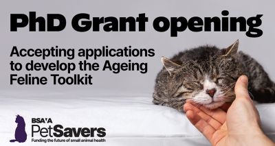 PhD student sought for senior cat project