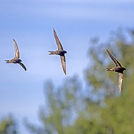 Review highlights 'worrying' drop in migratory birds