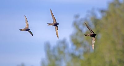 Review highlights 'worrying' drop in migratory birds