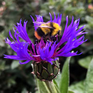 Scottish government announces plan to save Britain's pollinators